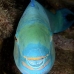 parrotfish_wb_ci_v_0106_cos1844.jpg